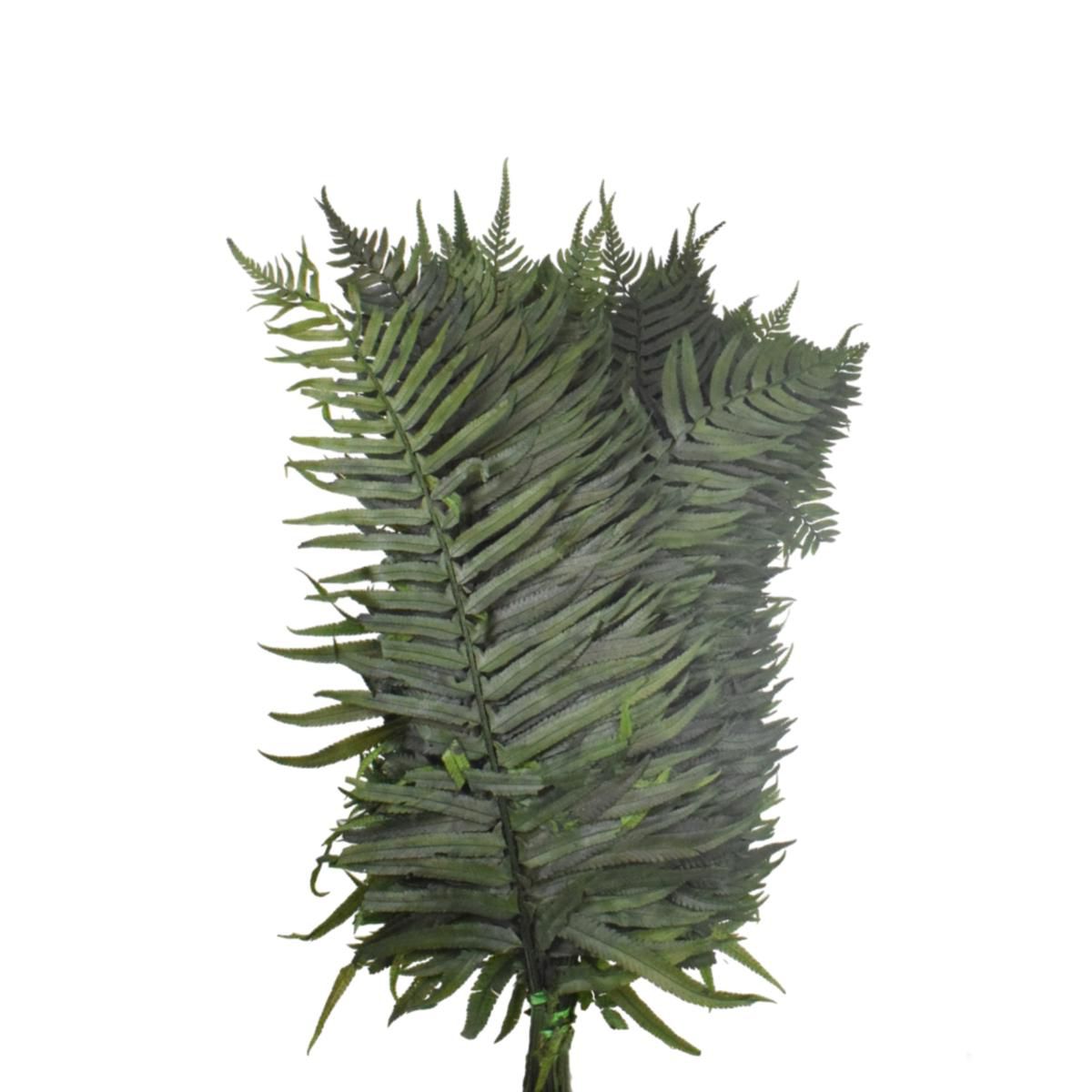 WESTERN FERN PRESERVATACONF.PZ.40 CM.35 VERDE/89
