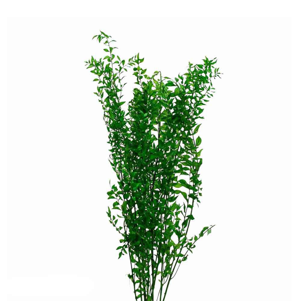 RUSCUS MAZZO PRESERVATOGR.150 VERDE 73/P