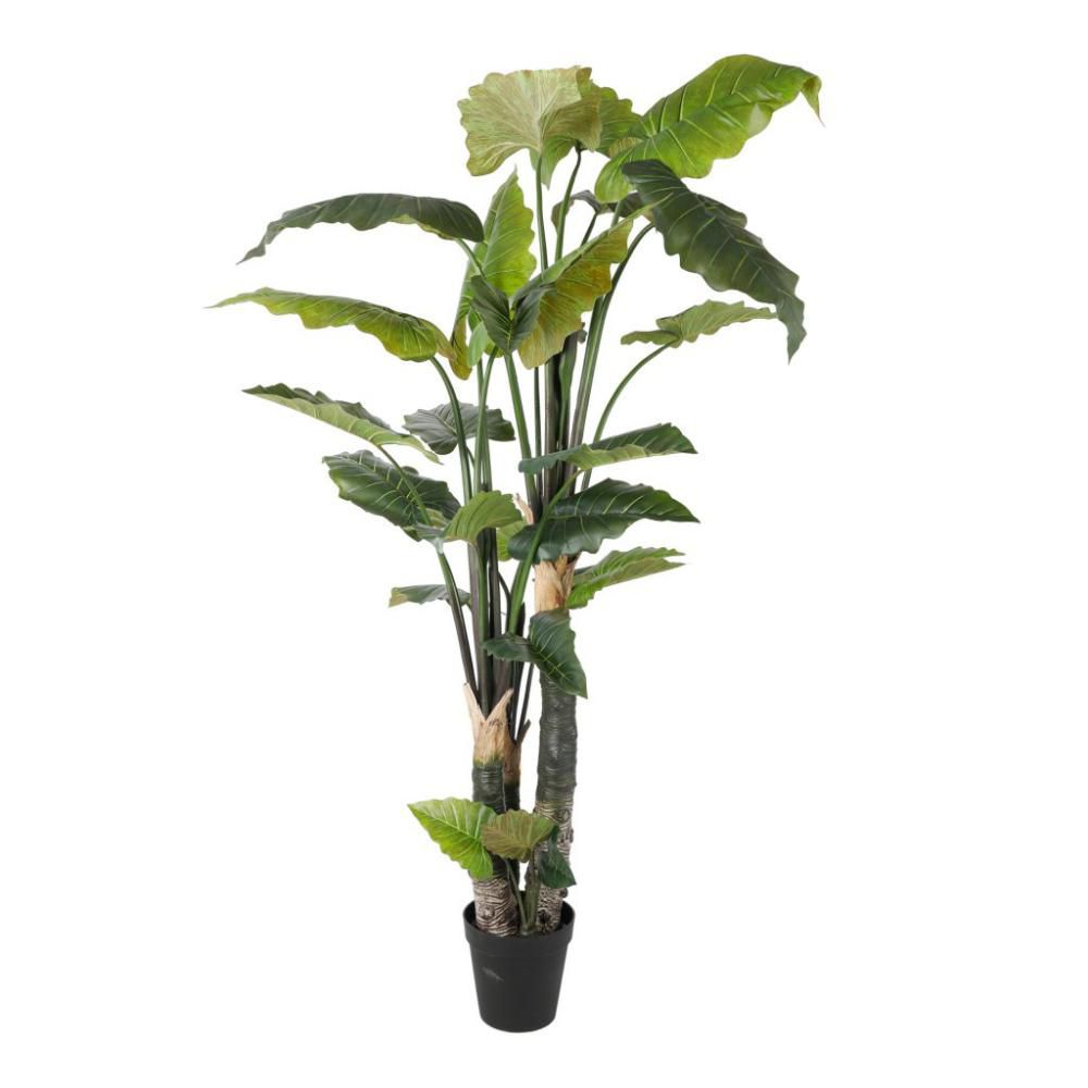 ALOCASIA PIANTA C/VASO CM.260 VERDE