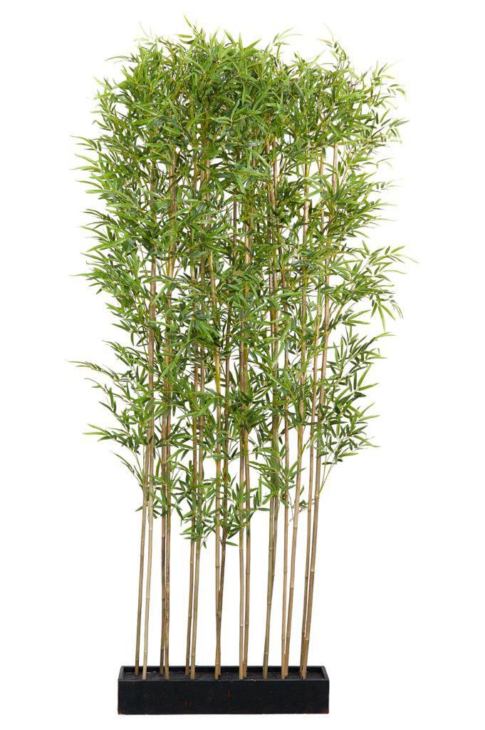 BAMBOO PIANTA SEPARE L.74 CM P.14 CM H.240 CM VERDE