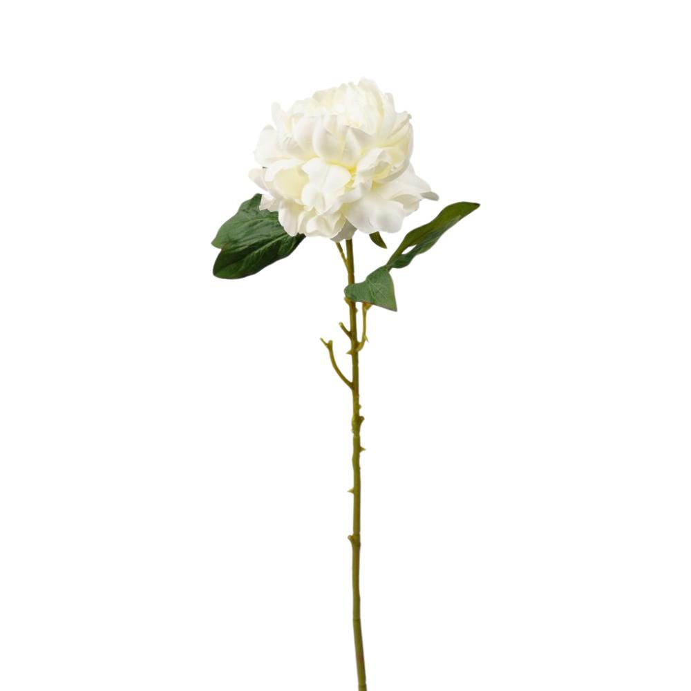 PEONIA SINGOLA CM.69 BIANCO