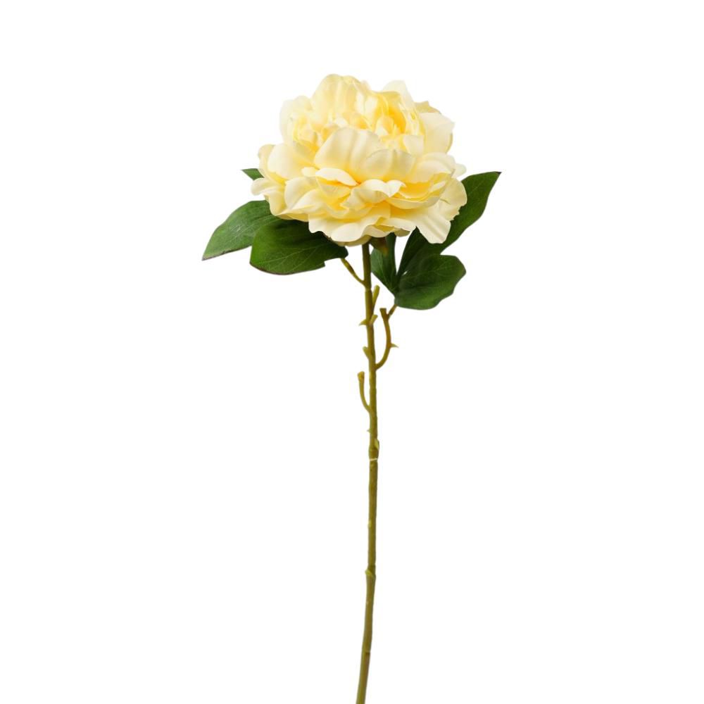 PEONIA SINGOLA CM.69 GIALLO PEONIA SINGOLA CM.69 GIALLO