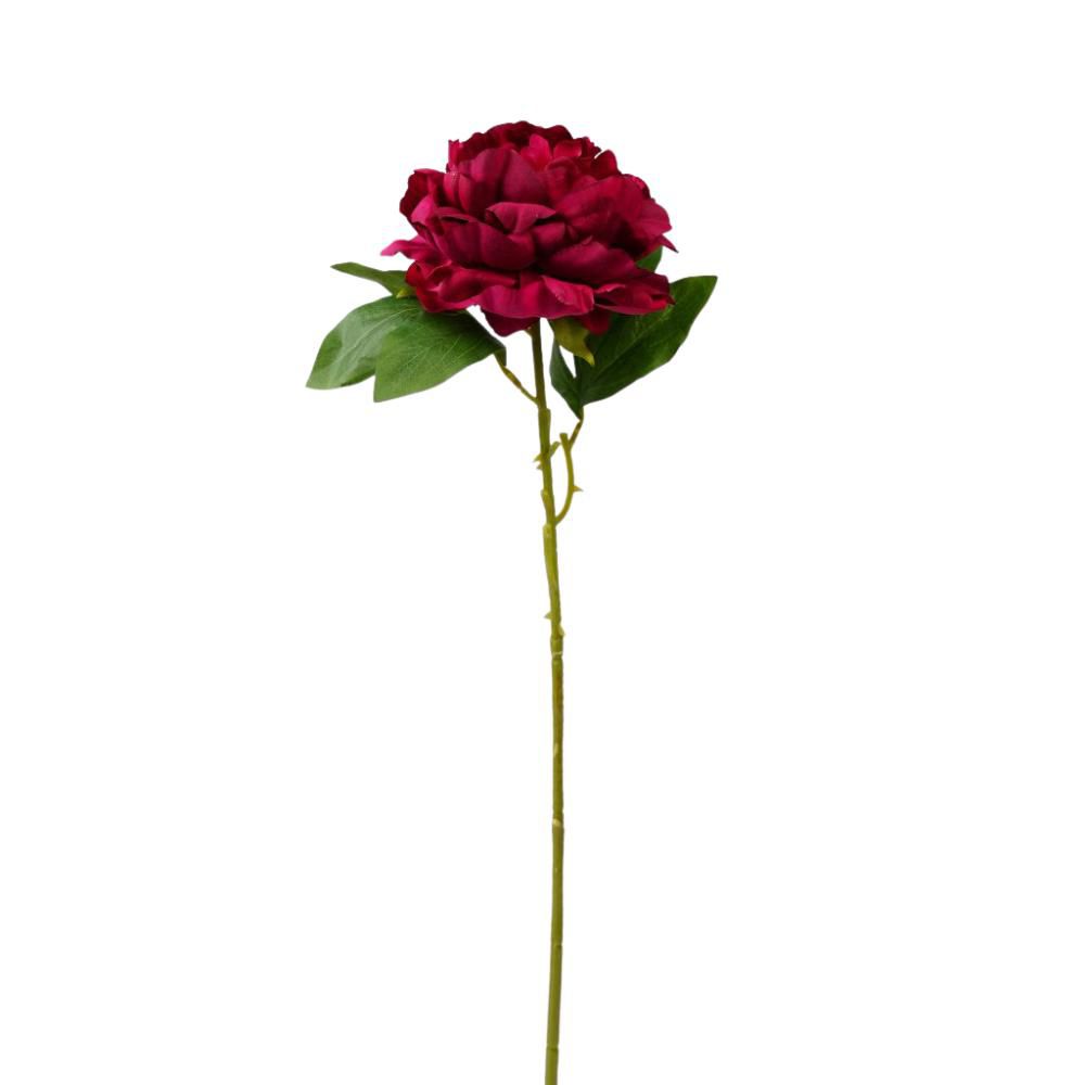 PEONIA SINGOLA CM.69 BEAUTY