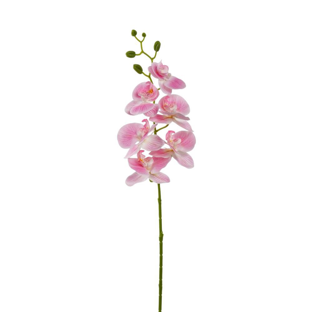 PHALAENOPSIS RAMO 6X CM.72 ROSA