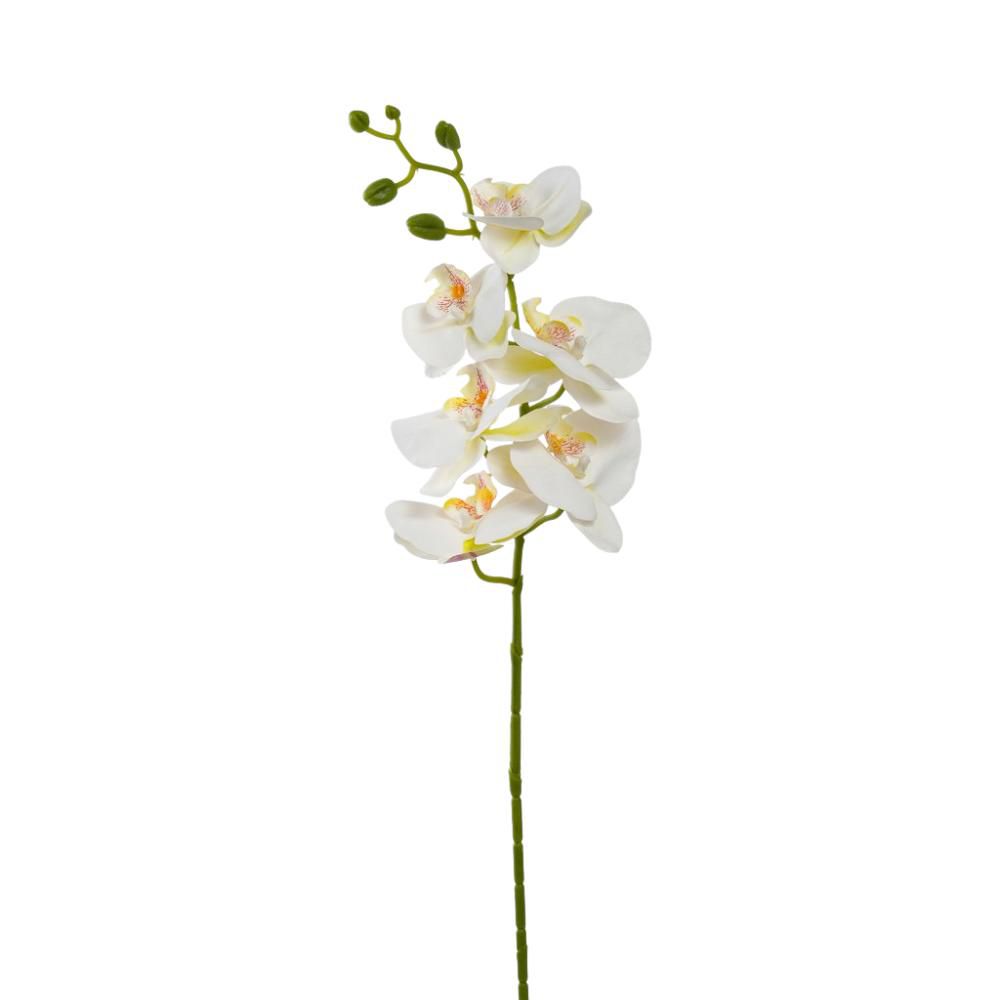 PHALAENOPSIS RAMO 6X CM.72 CREMA