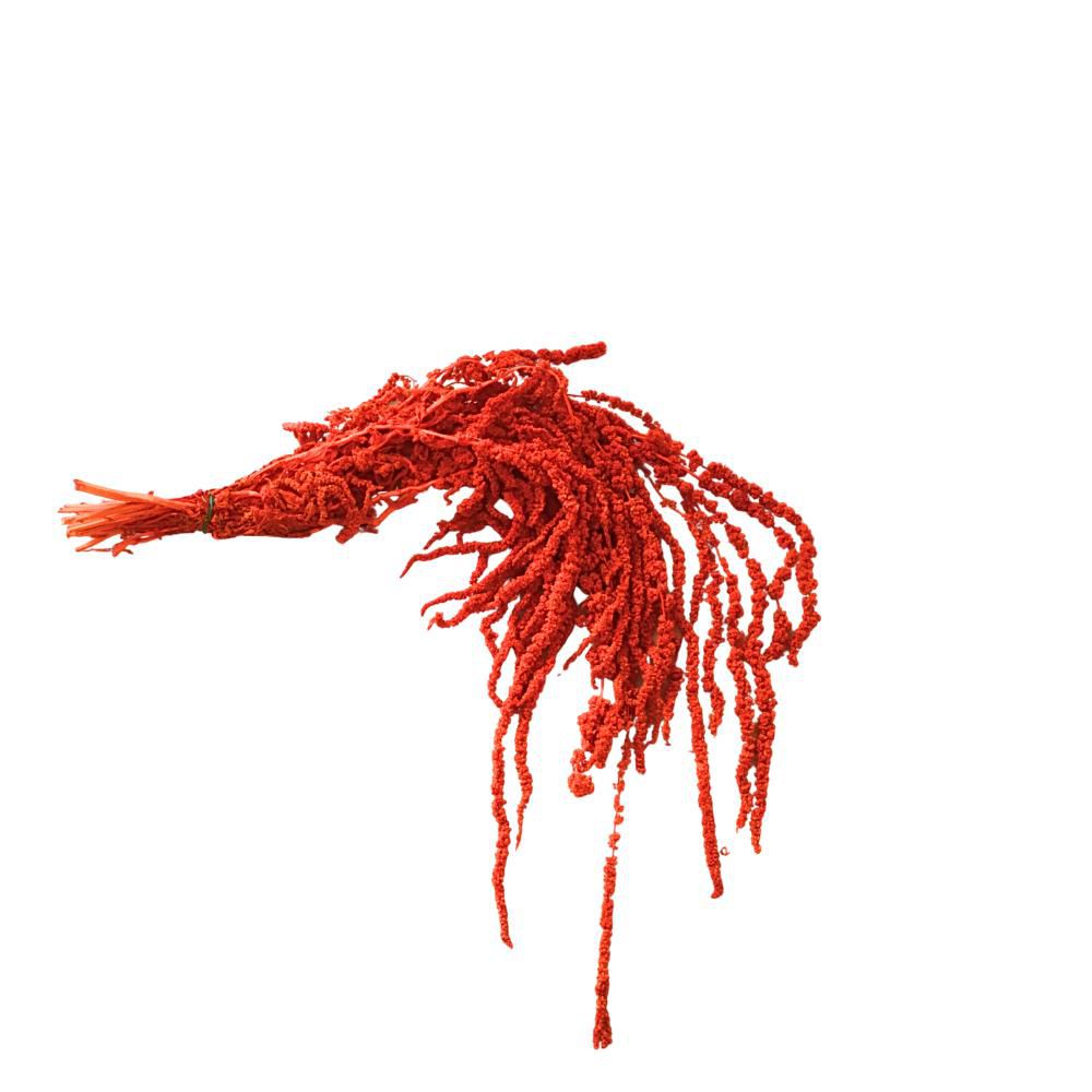 AMARANTHUS CAUD. GR.150CM.70 ARANCIO 08