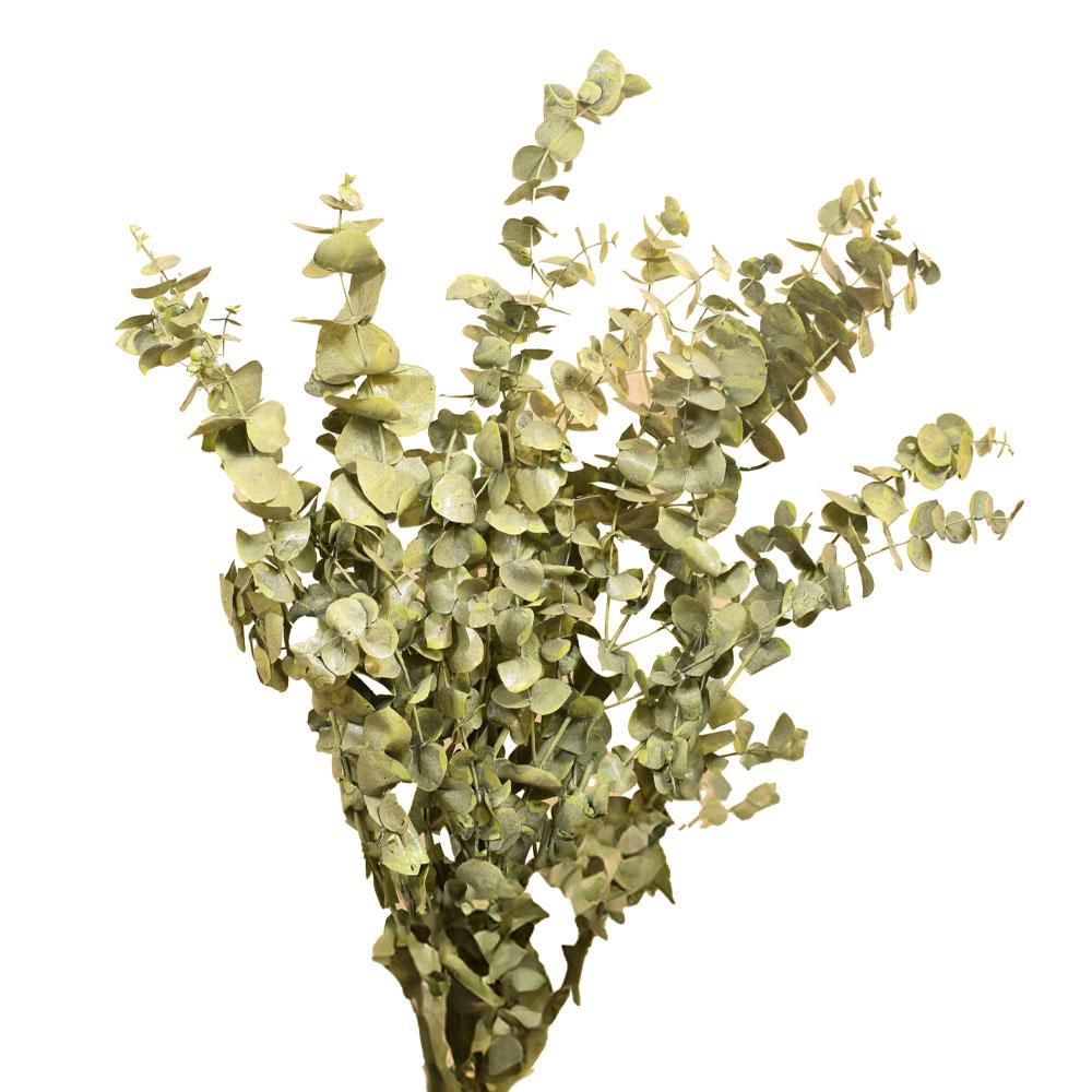 EUCALYPTO CINEREA PRESERVATO GR.150 CM.75 VERDE GIADA