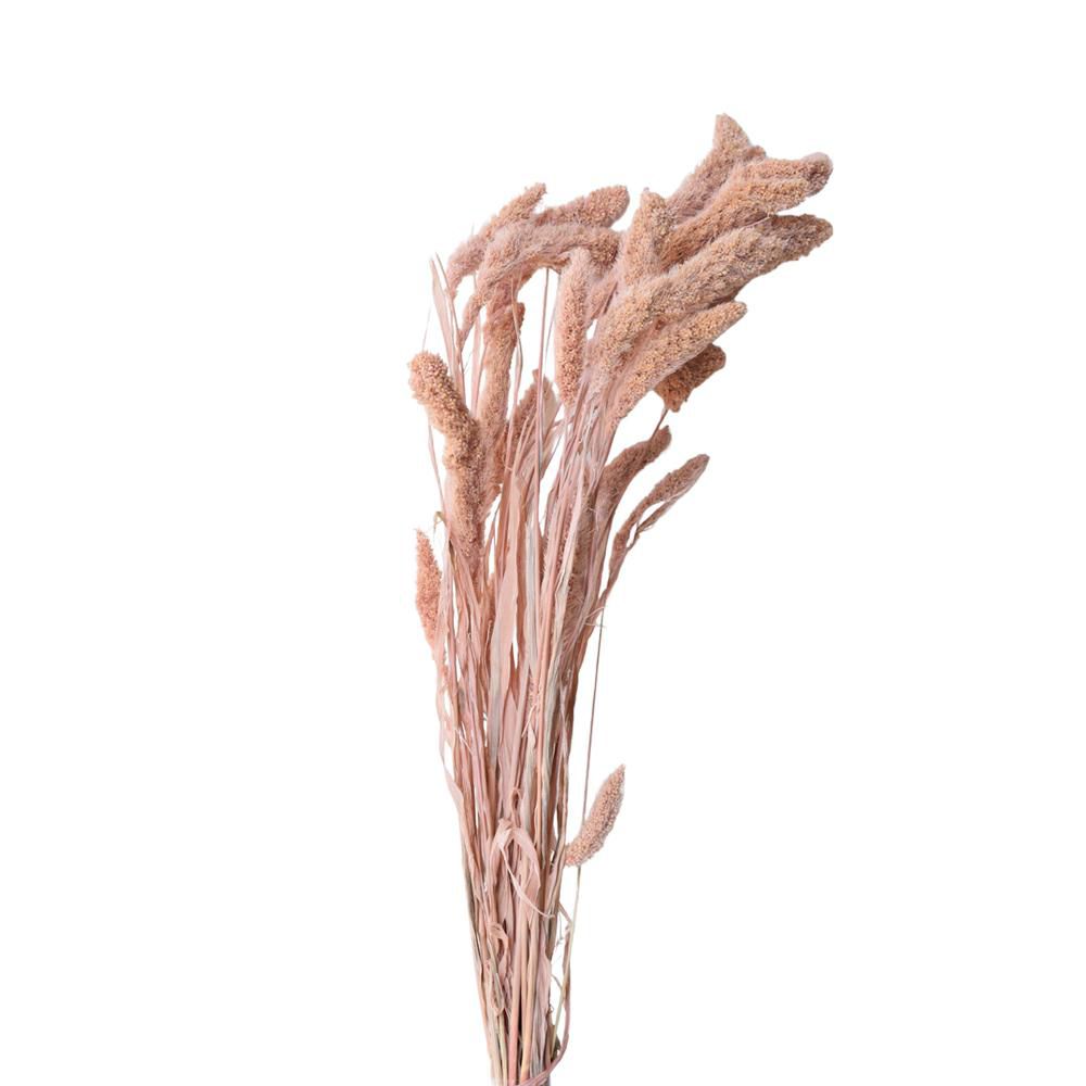 SETARIA CONF.GR.100 CM.75 CIPRIA 141/P