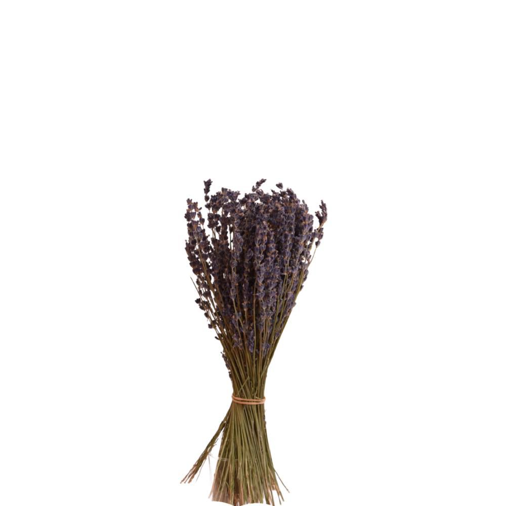 LAVANDA SECCA GR.150 CM.50 NATURALE