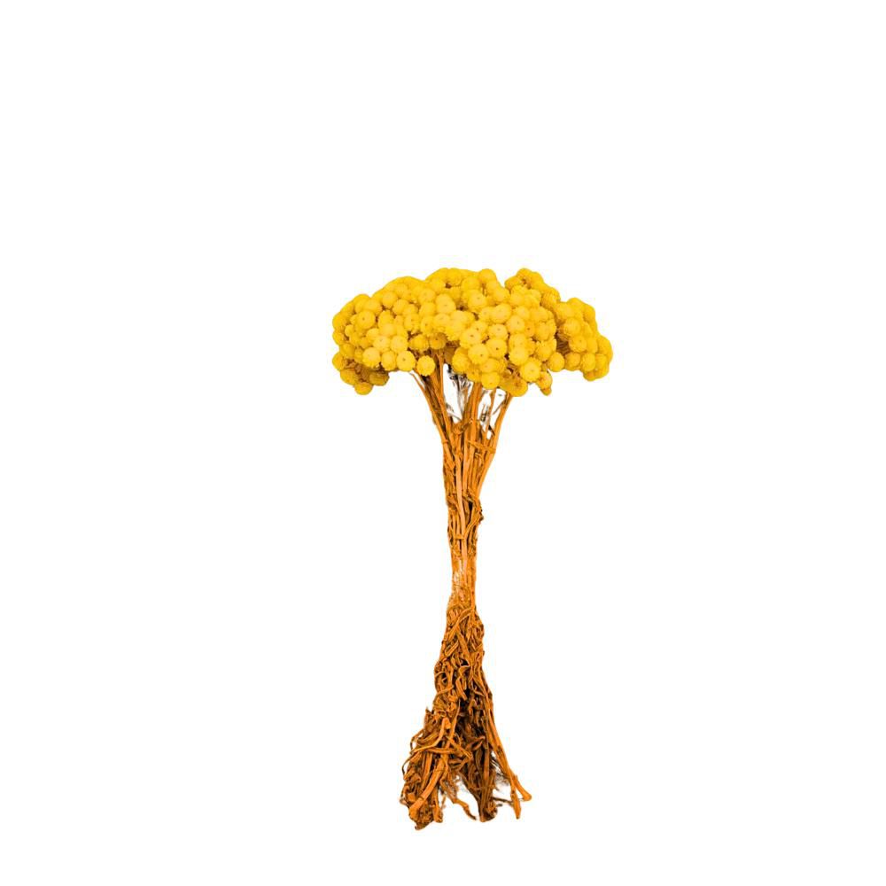 SEMPREVIVO GR.50 NATURALE/GIALLO