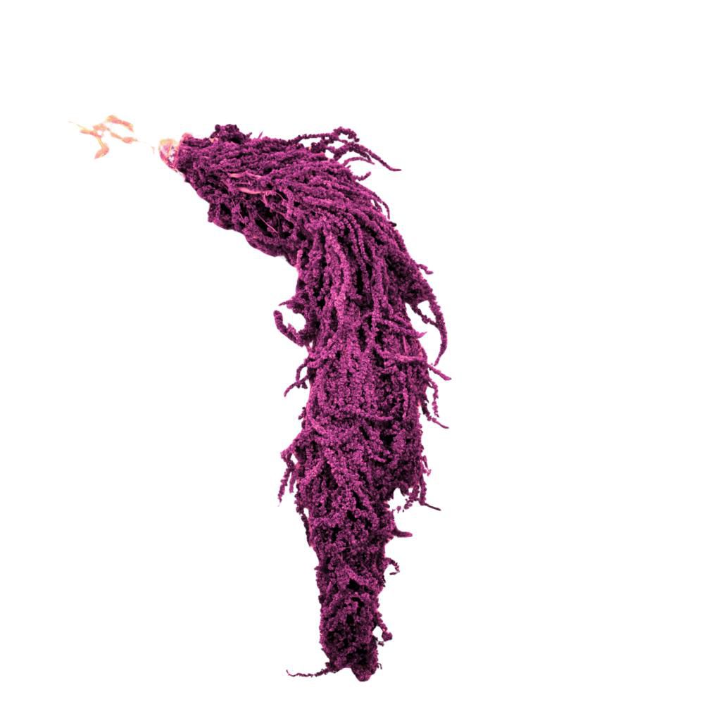 AMARANTHUS CAUD. GR.150CM.70 MORA 58/P