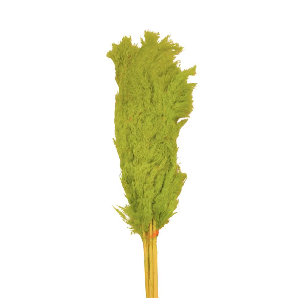 PAMPAS PZ.5 CM.110 VERDE MELA 14 PAMPAS PZ.5 CM.110 VERDE MELA 14
