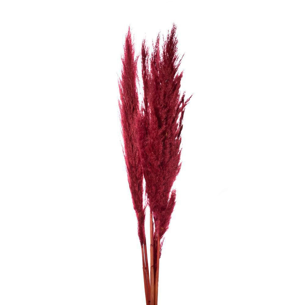 PAMPAS PZ.5 CM.110 BORDEAUX 19