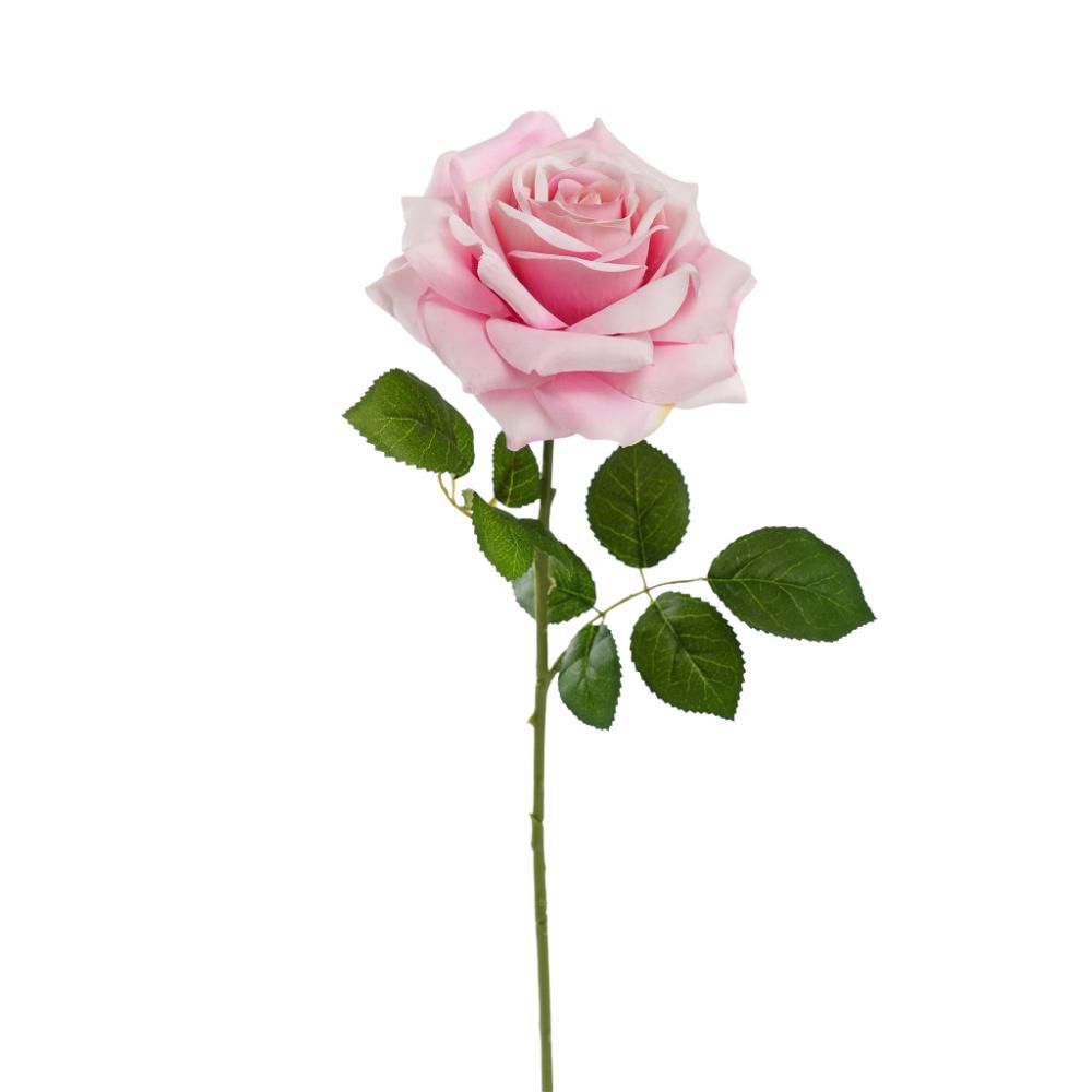 ROSA SILVIA CM.56 ROSA