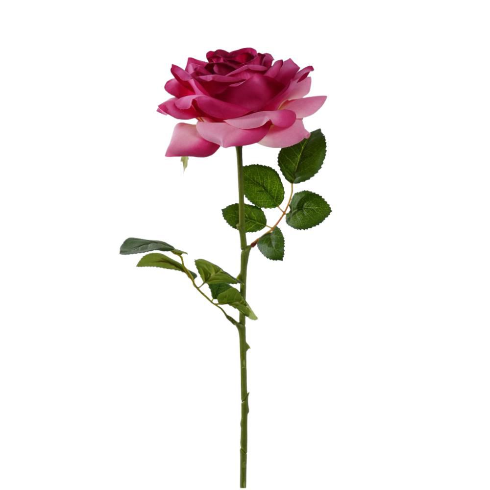 ROSA SILVIA CM.56 MALVA