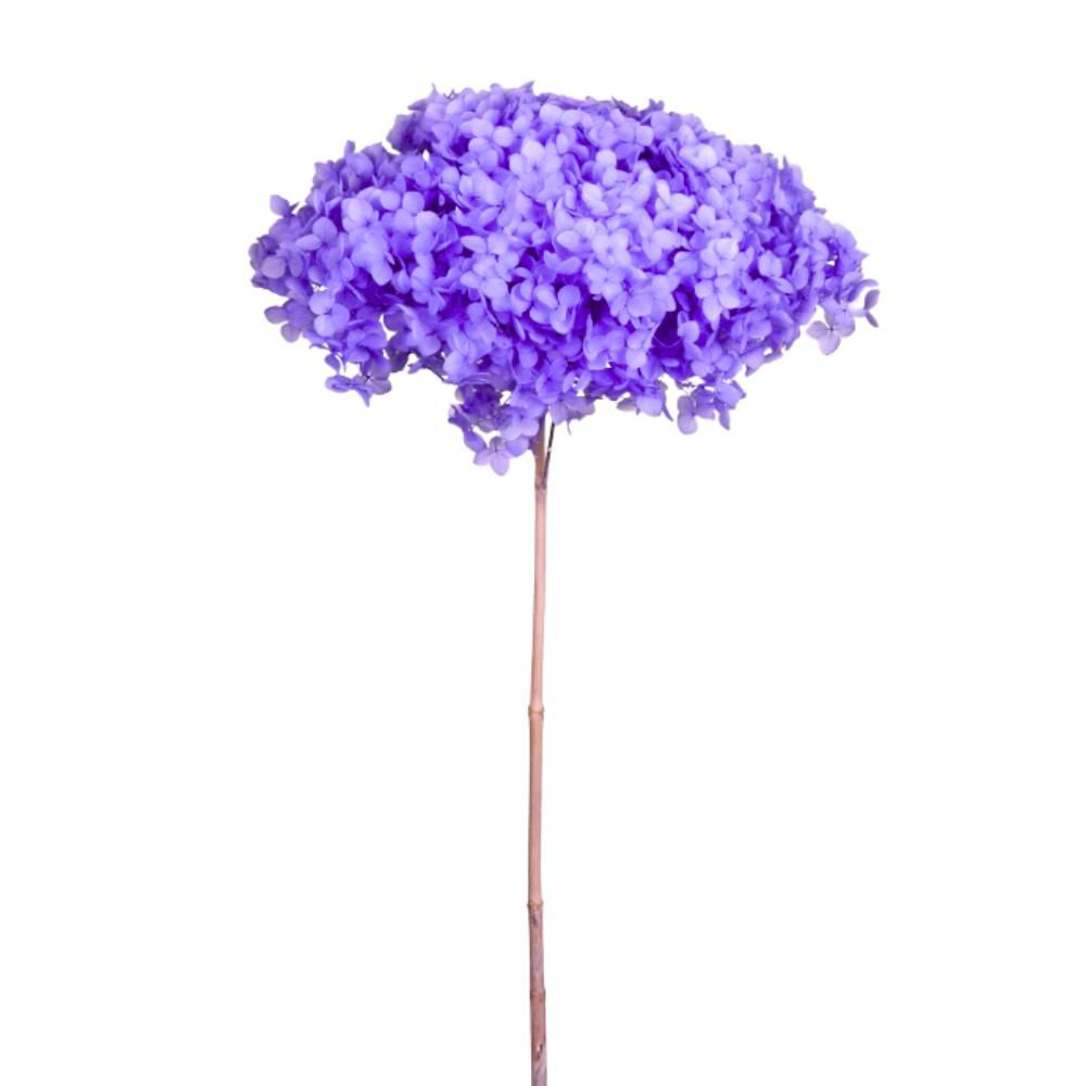 HYDRANGEA STABILIZZATA CM.52 -ANNABELLE- LILLA HYDRANGEA STABILIZZATA CM.52 -ANNABELLE- LILLA