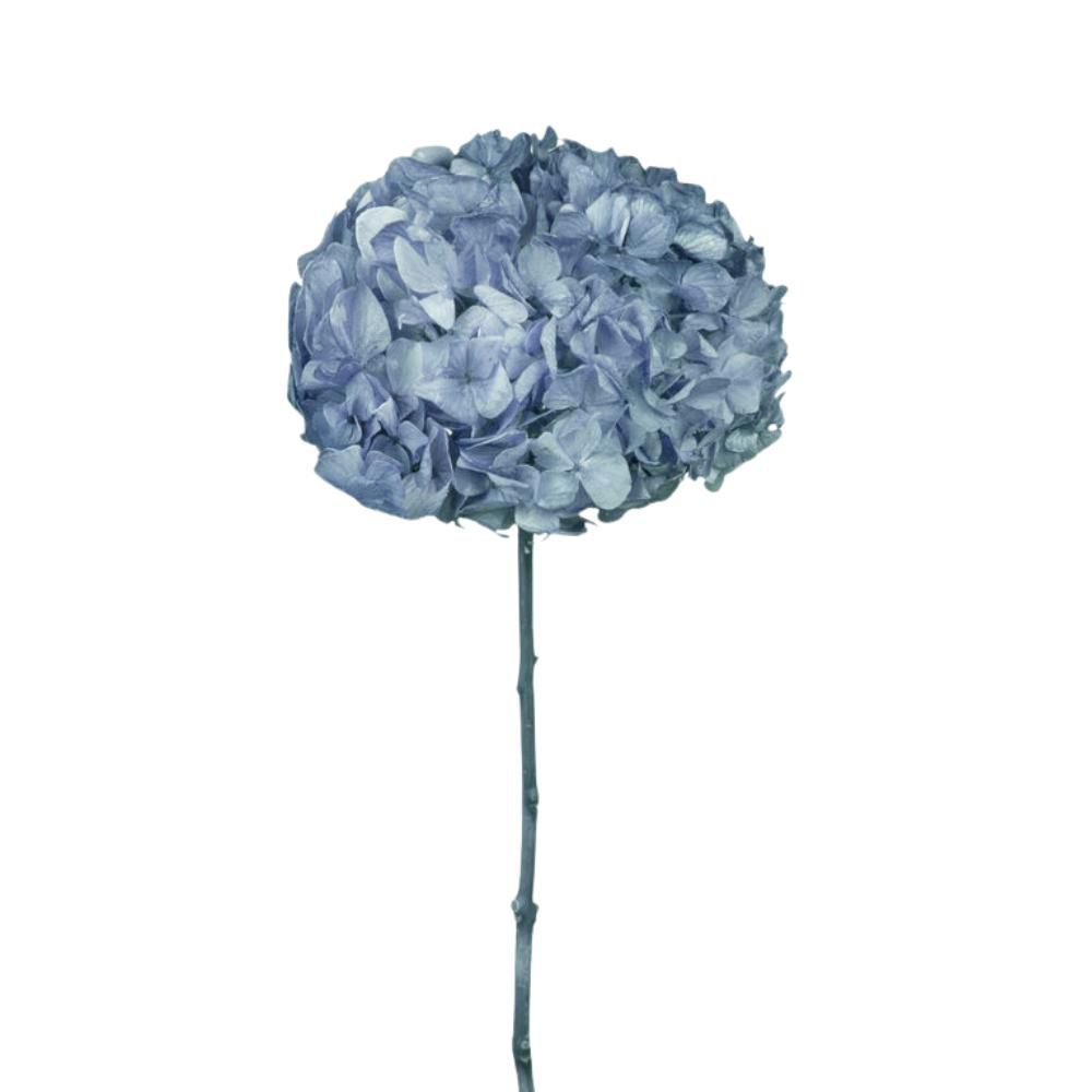 HYDRANGEA STABILIZZATA CM.52 -BIG LEAF- DUSTY BLUE