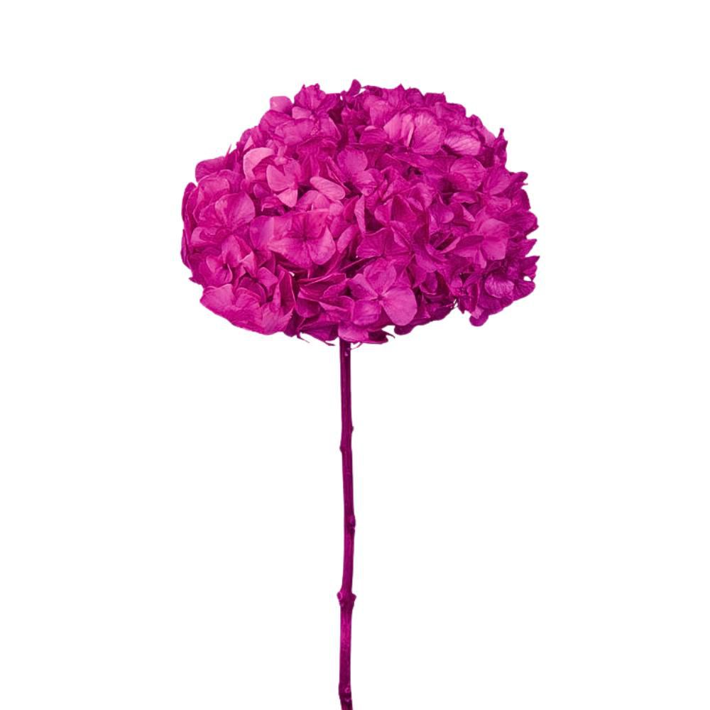 HYDRANGEA STABILIZZATA CM.52 -BIG LEAF- CICLAMINO