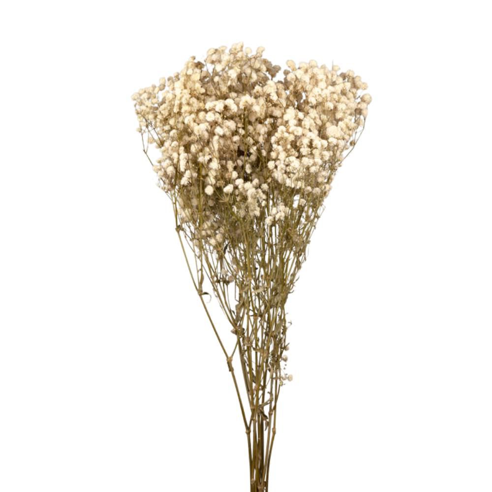 GYPSOPHILA STABILIZZATAGR.120 CM.75 NATURALE BIANCO