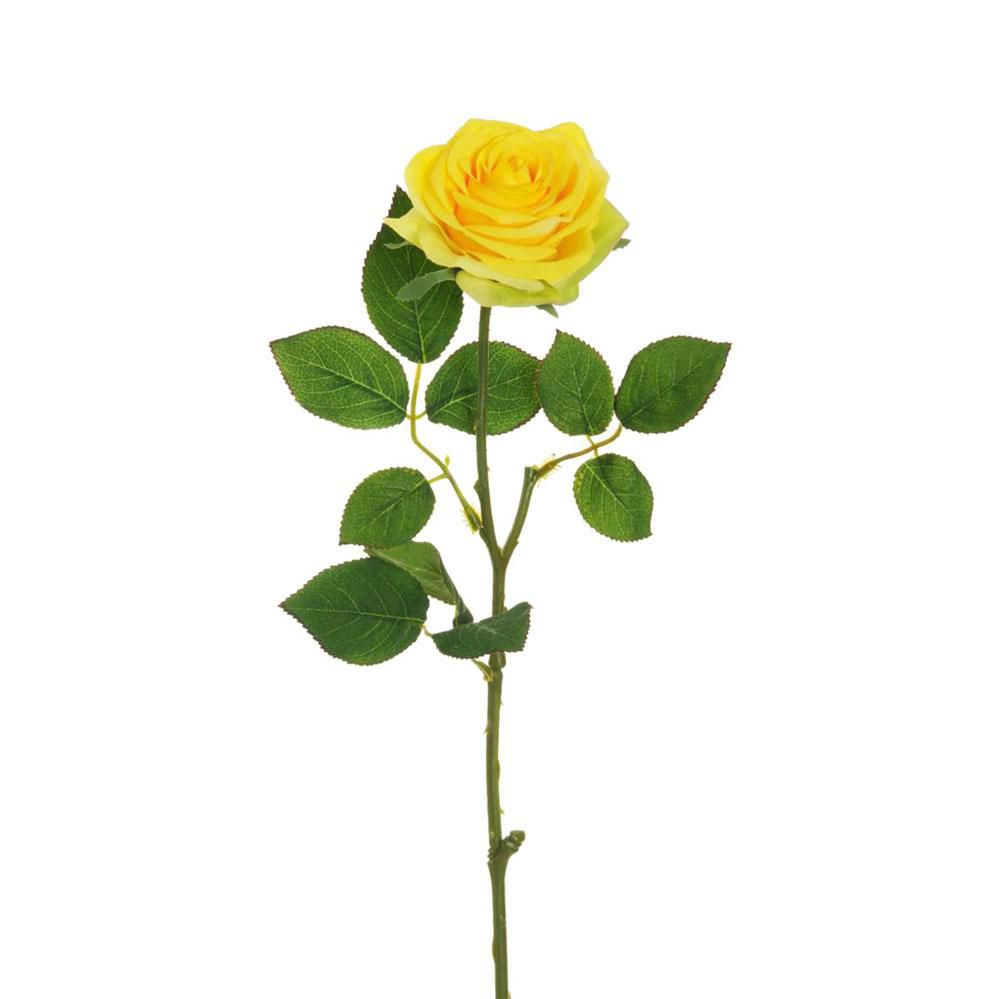 ROSA ECUADOR 1F CM.65 GIALLO