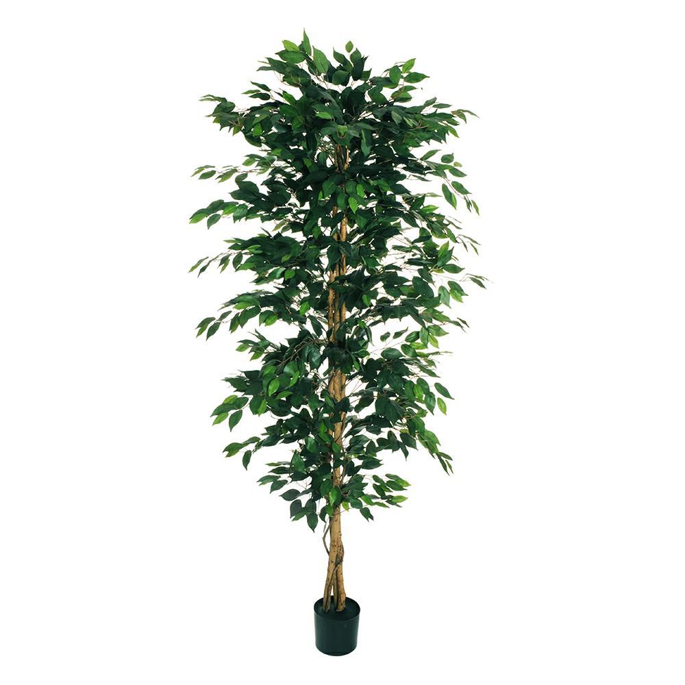 FICUS BENJAMIN PIANTA C/VASO 1638F D.17 CM H.210 CM VERDE