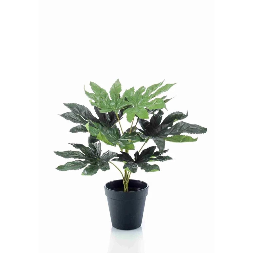FATSIA PIANTA C/VASO 9F. CM.30 VERDE