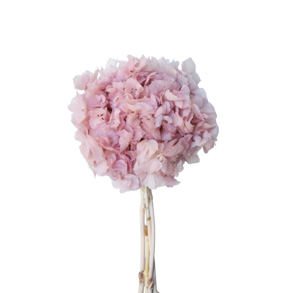 HYDRANGEA STABILIZZATA CM.40 WARM GRAU 105/P