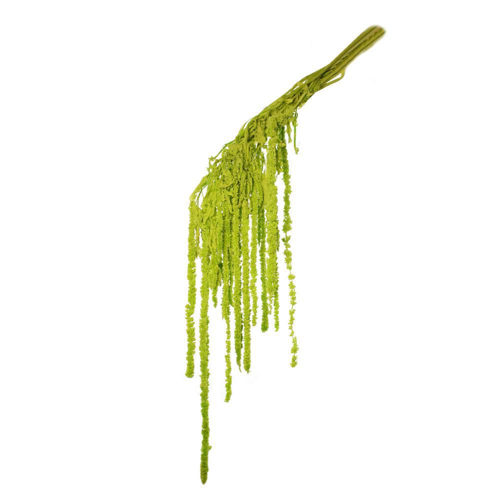 AMARANTHUS CAUD. GR.150CM.70 VERDE MELA 14/P AMARANTHUS CAUD. GR.150CM.70 VERDE MELA 14/P