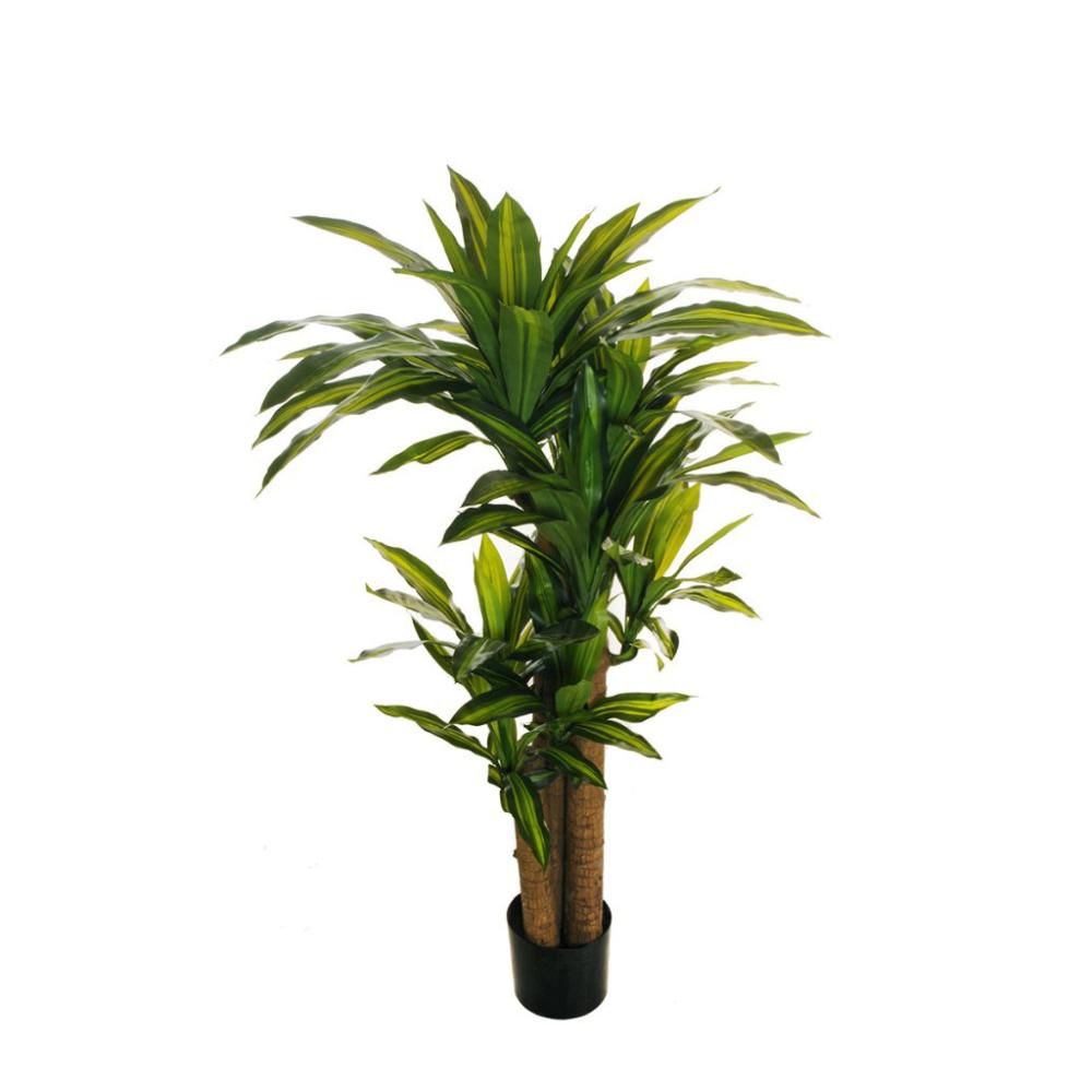 DRACAENA PIANTA 3 RAMI CM.129 VERDE/CREMA DRACAENA PIANTA 3 RAMI CM.129 VERDE/CREMA