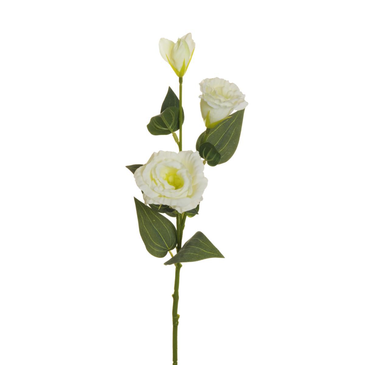LISIANTHUS SPRAY 2F 1B CM.71 CREMA