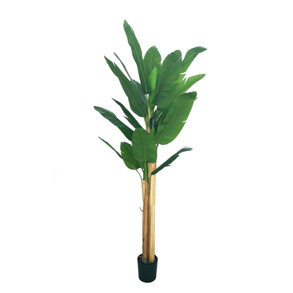 BANANO PIANTA C/VASO CM.240 VERDE