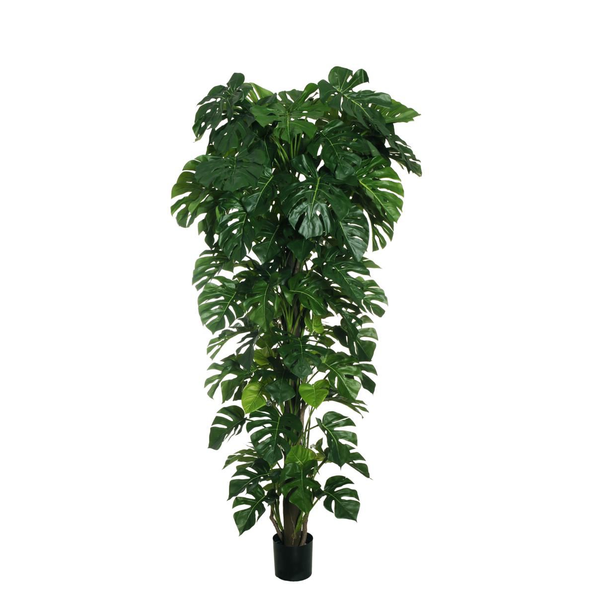 PHILODENDRO MONSTERA PIANTA C/VASO 108F. CM.235 VERDE