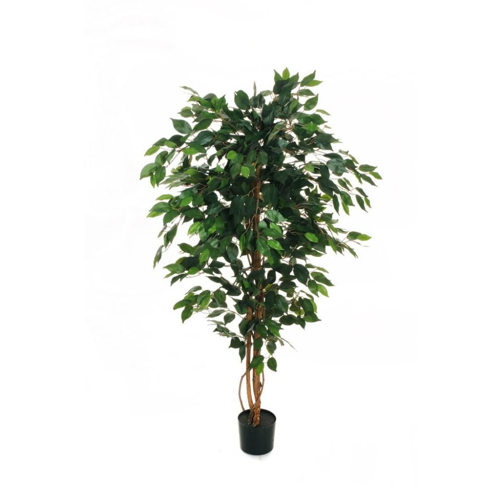 FICUS BENJAMIN PIANTA C/VASO 882F CM.150 VERDE