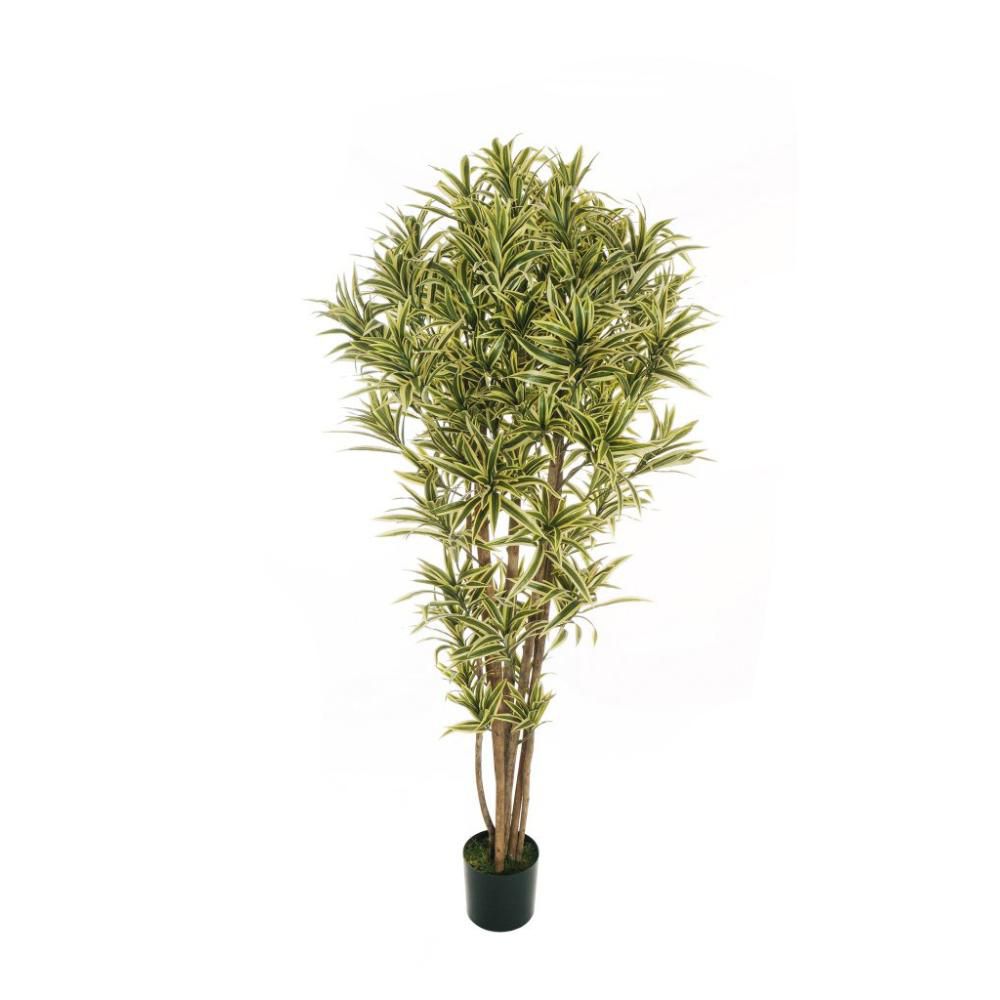 DRACAENA PIANTA 7 RAMI 2115F CM.180 VERDE/CREMA