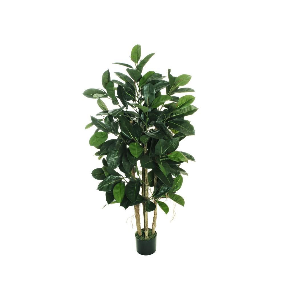 FICUS ELASTICA PIANTA C/VASO 143F. D.18 H.150 CM VERDE