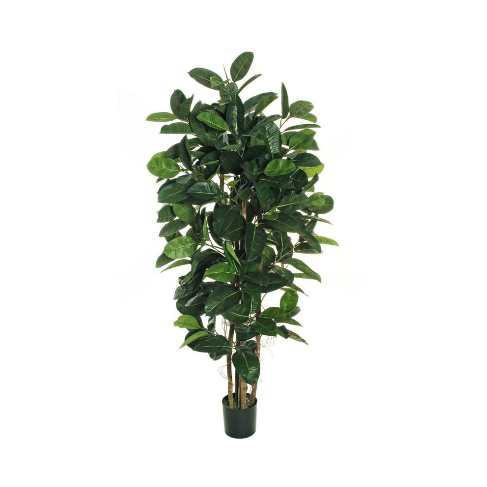 FICUS ELASTICA PIANTA C/VASO 143F. D.18 H.180 CM VERDE FICUS ELASTICA PIANTA C/VASO 143F. D.18 H.180 CM VERDE