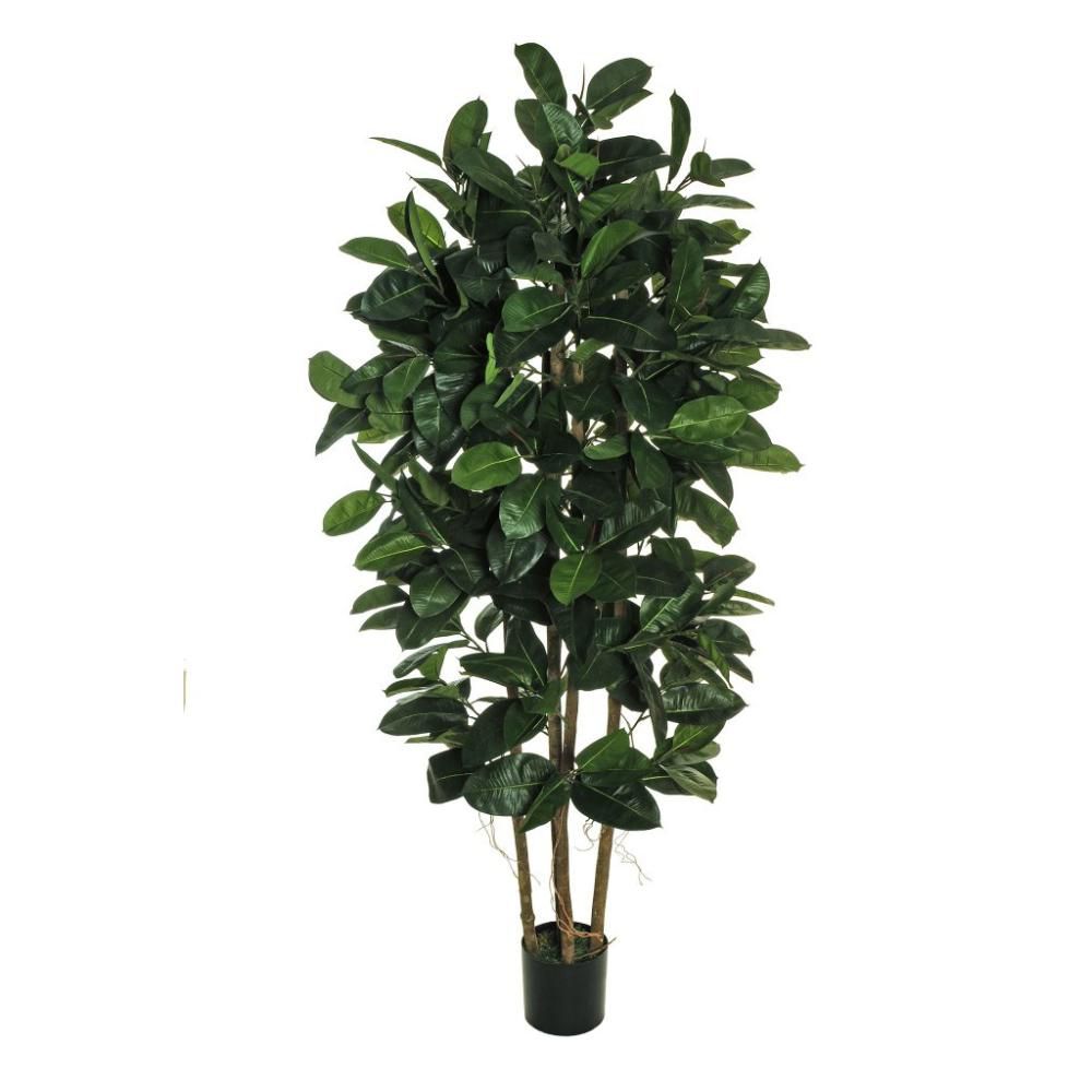 FICUS ELASTICA PIANTA C/VASO 260F. D.18,5 H.210 CM VERDE