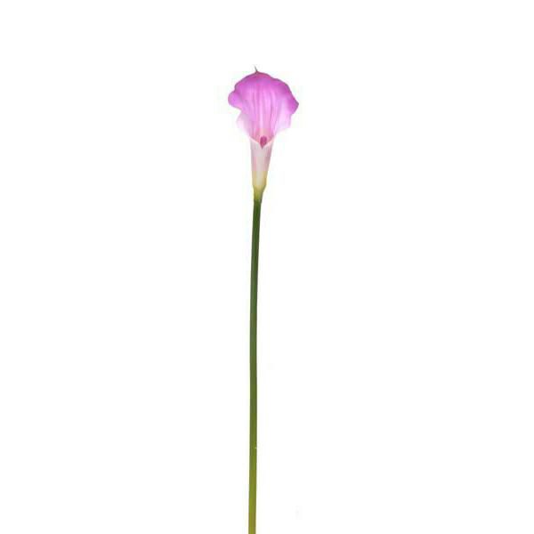 CALLA PICCOLA CM.50 LILLA