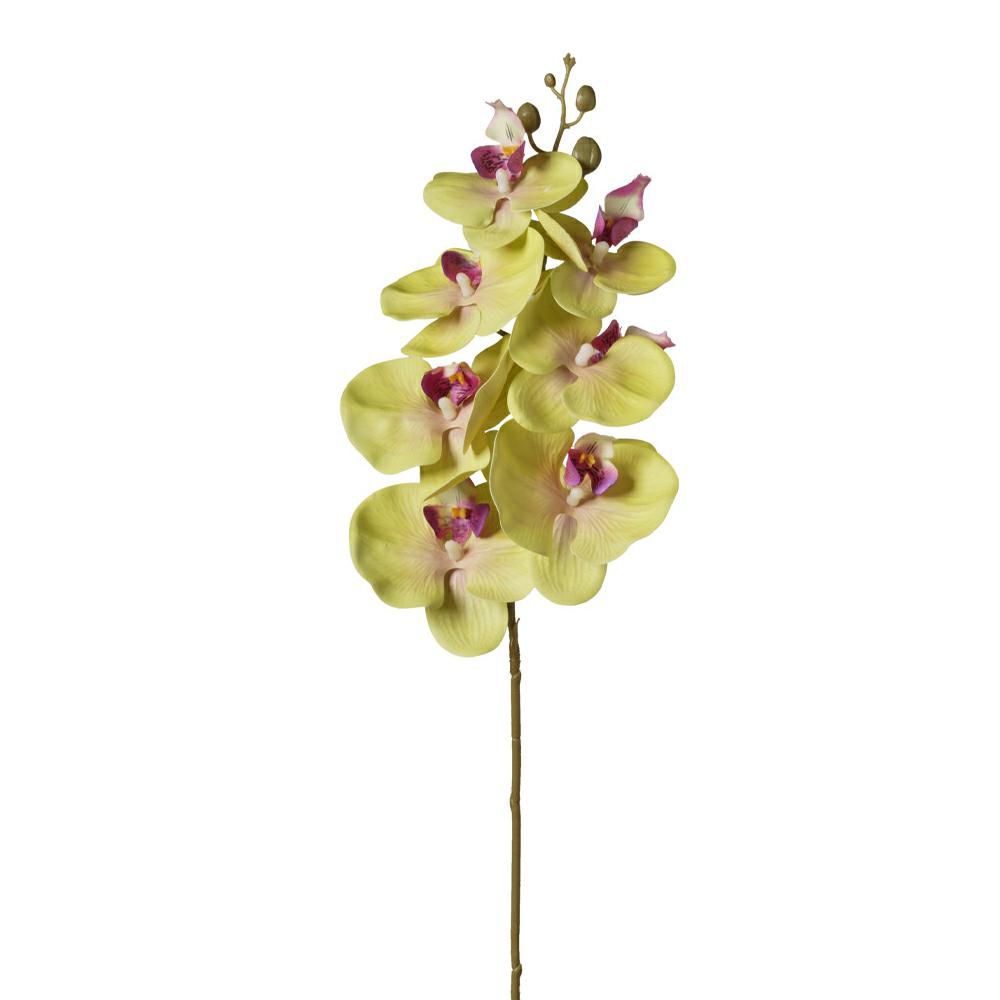 PHALAENOPSIS 7F CM.72 VERDE PHALAENOPSIS 7F CM.72 VERDE