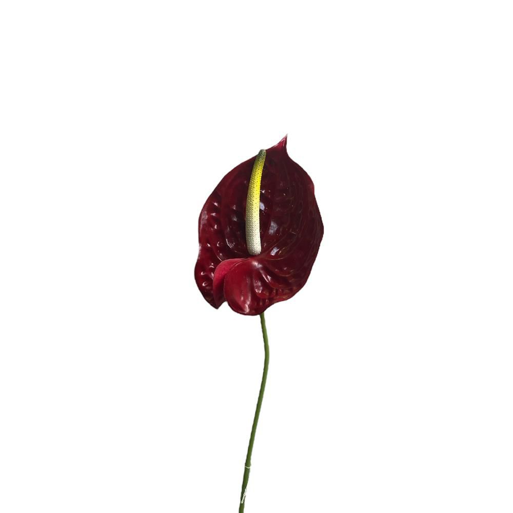 ANTHURIUM CM.70 ROSSO ANTHURIUM CM.70 ROSSO