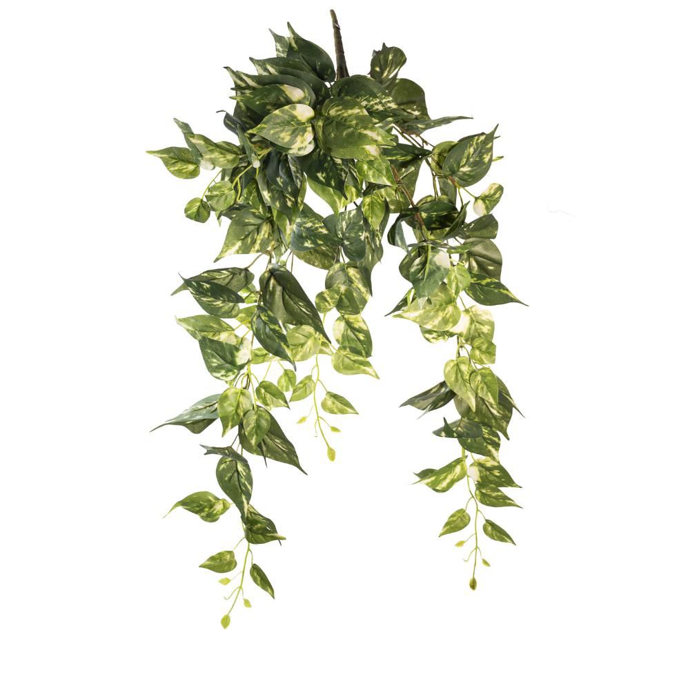EDERA MINI BUSH 191F CM.90 VARIEGATO