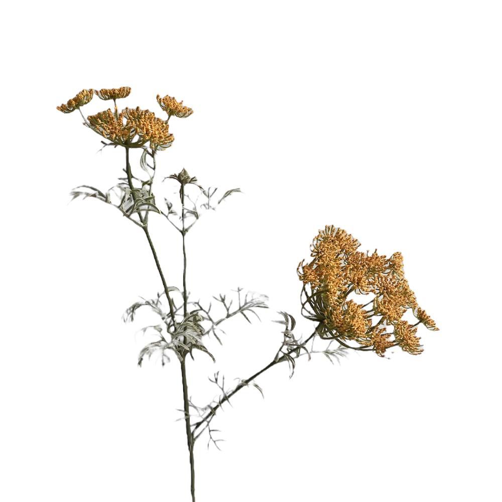 AMMI VISNAGA 3X CM.70 ARANCIONE CHIARO AMMI VISNAGA 3X CM.70 ARANCIONE CHIARO