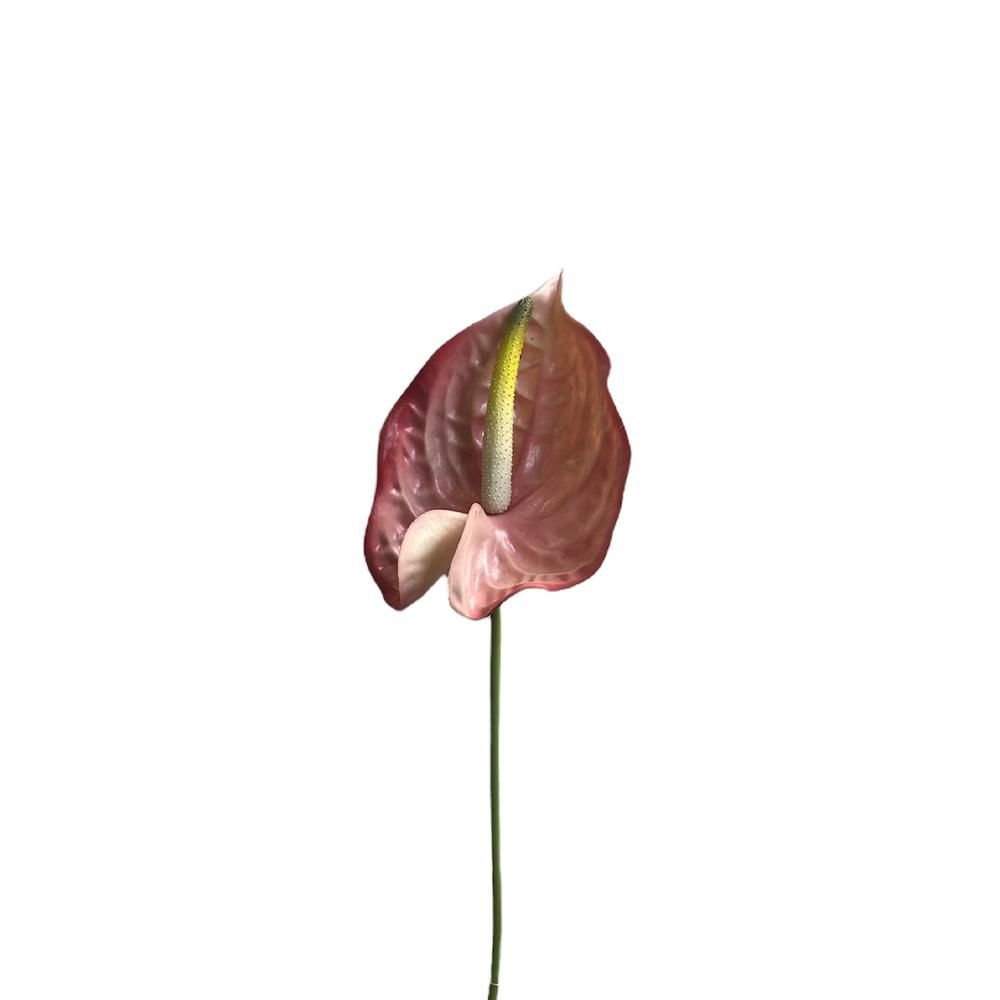 ANTHURIUM CM.70 ROSA ANTHURIUM CM.70 ROSA