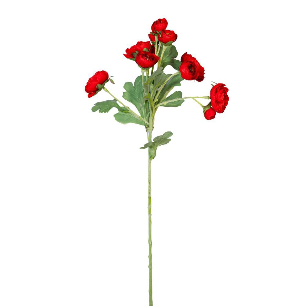 RANUNCOLO SPARY 4F. 7B.CM.55 ROSSO RANUNCOLO SPARY 4F. 7B.CM.55 ROSSO