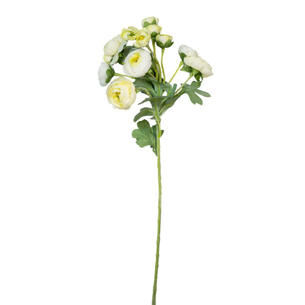 RANUNCOLO SPARY 4F. 7B.CM.55 BIANCO/VERDE RANUNCOLO SPARY 4F. 7B.CM.55 BIANCO/VERDE
