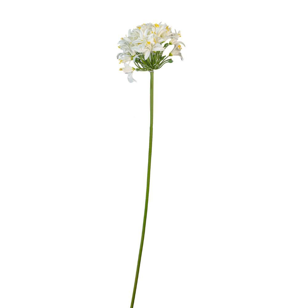 AGAPANTHUS CM.80 CREMA AGAPANTHUS CM.80 CREMA