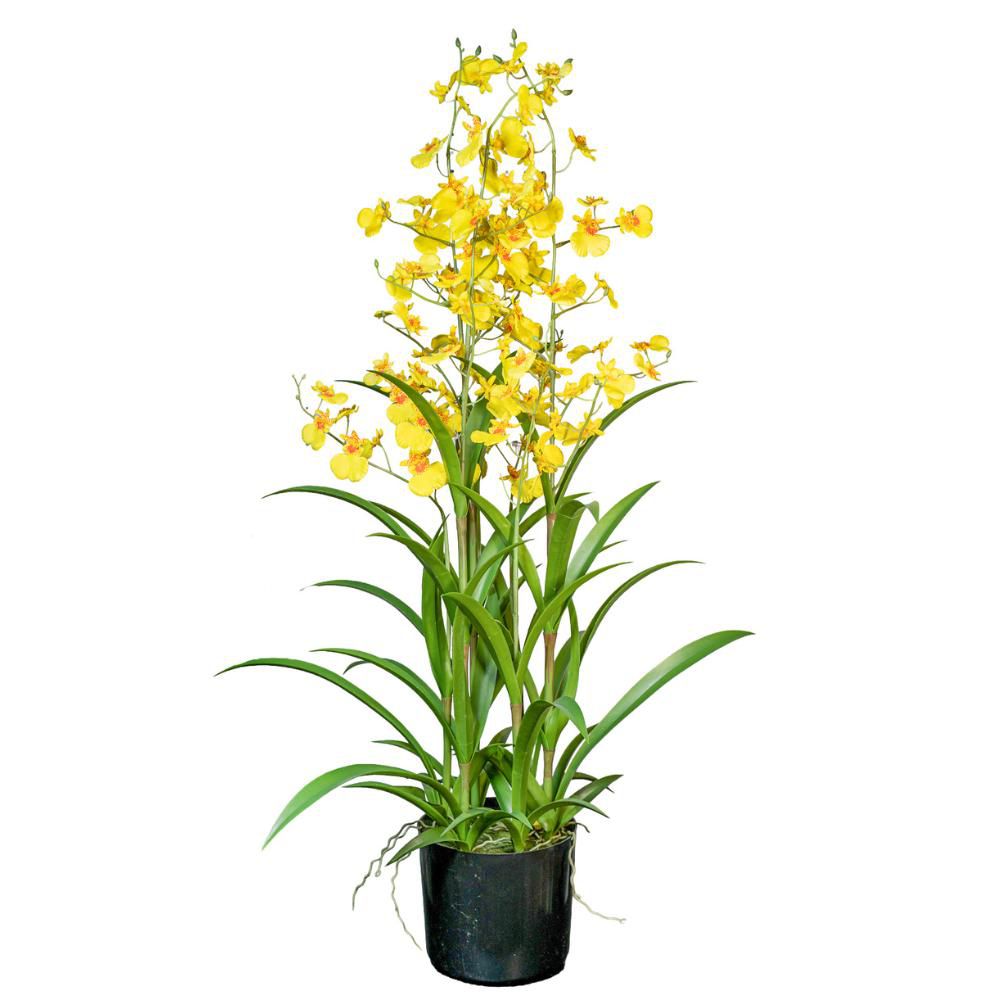 ONCIDYUM PIANTA C/VASO 3X CM.100 GIALLO ONCIDYUM PIANTA C/VASO 3X CM.100 GIALLO