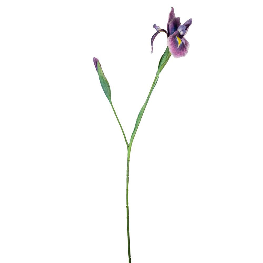 IRIS 1F CM.80 PURPLE IRIS 1F CM.80 PURPLE