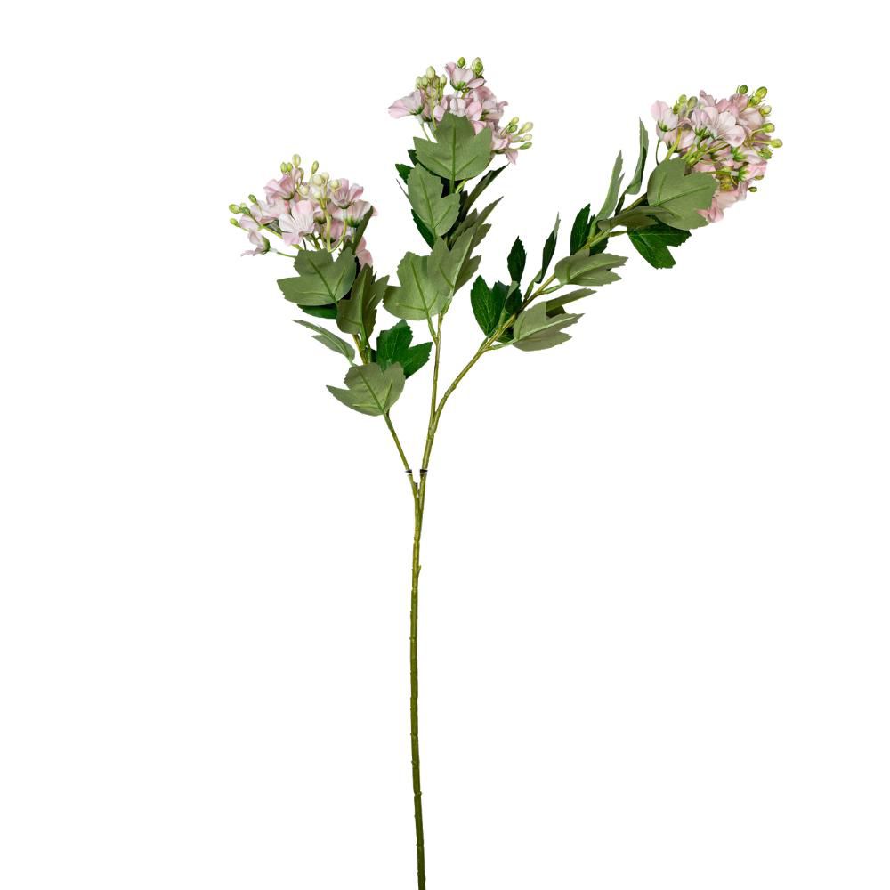 COTYLEDON SPRAI 3X ROSACHIARO