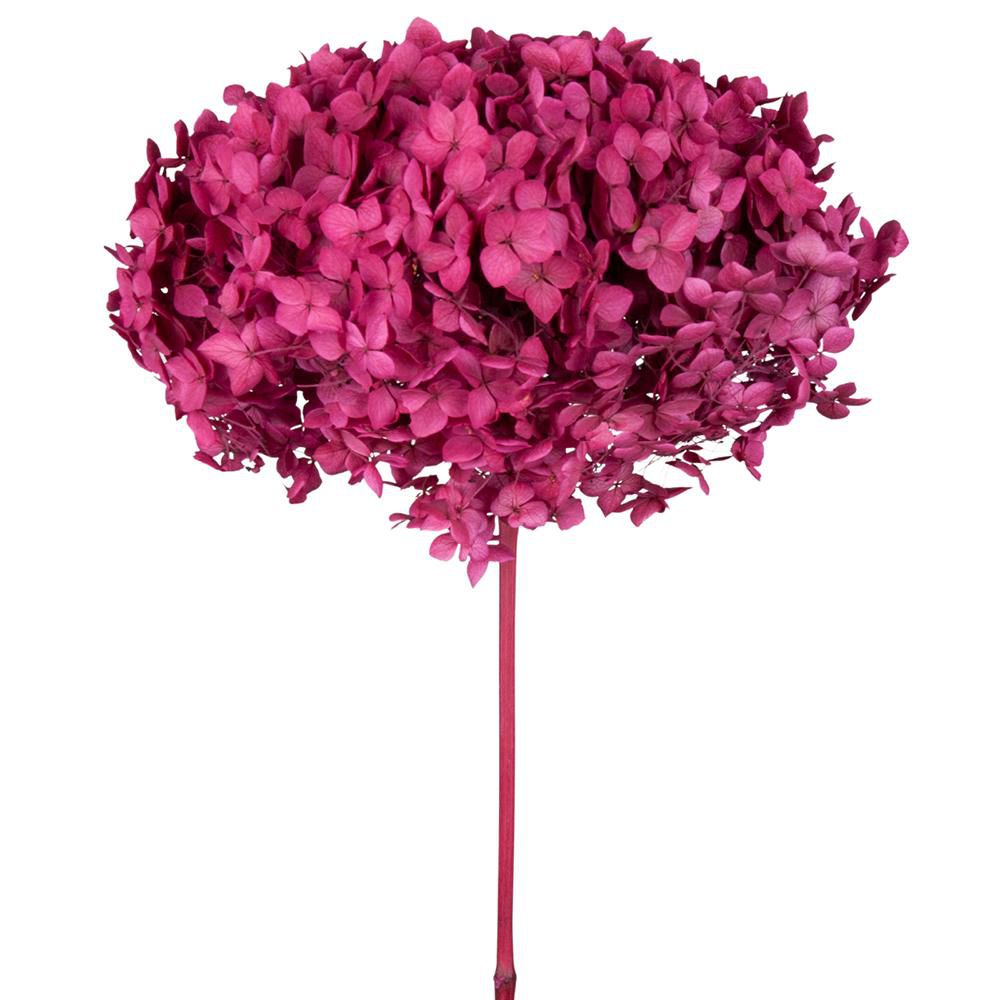HYDRANGEA STABILIZZATA CM.52 -ANNABELLE MAGENTA- MAGENTA